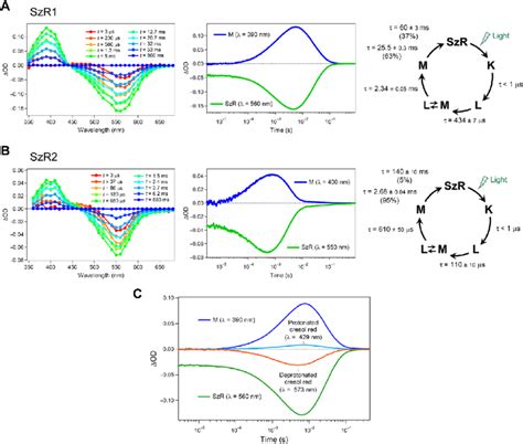 szrs nuni|Transient absorption changes and the photocycles of SzRs. (A。